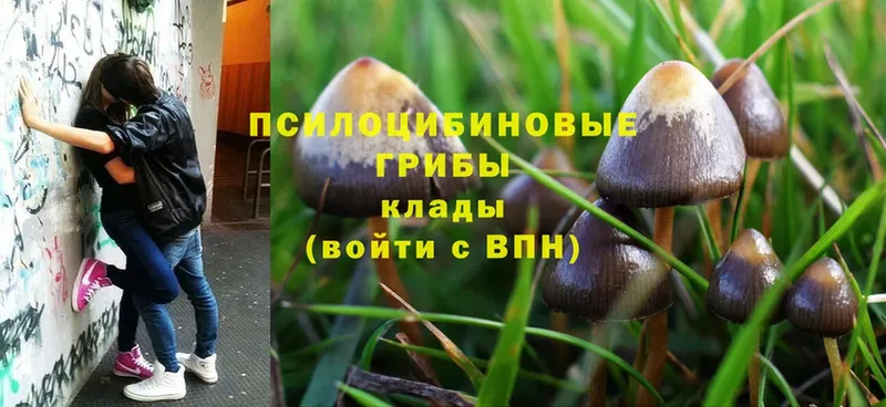 Псилоцибиновые грибы Psilocybine cubensis  мега как войти  Кольчугино  купить закладку 